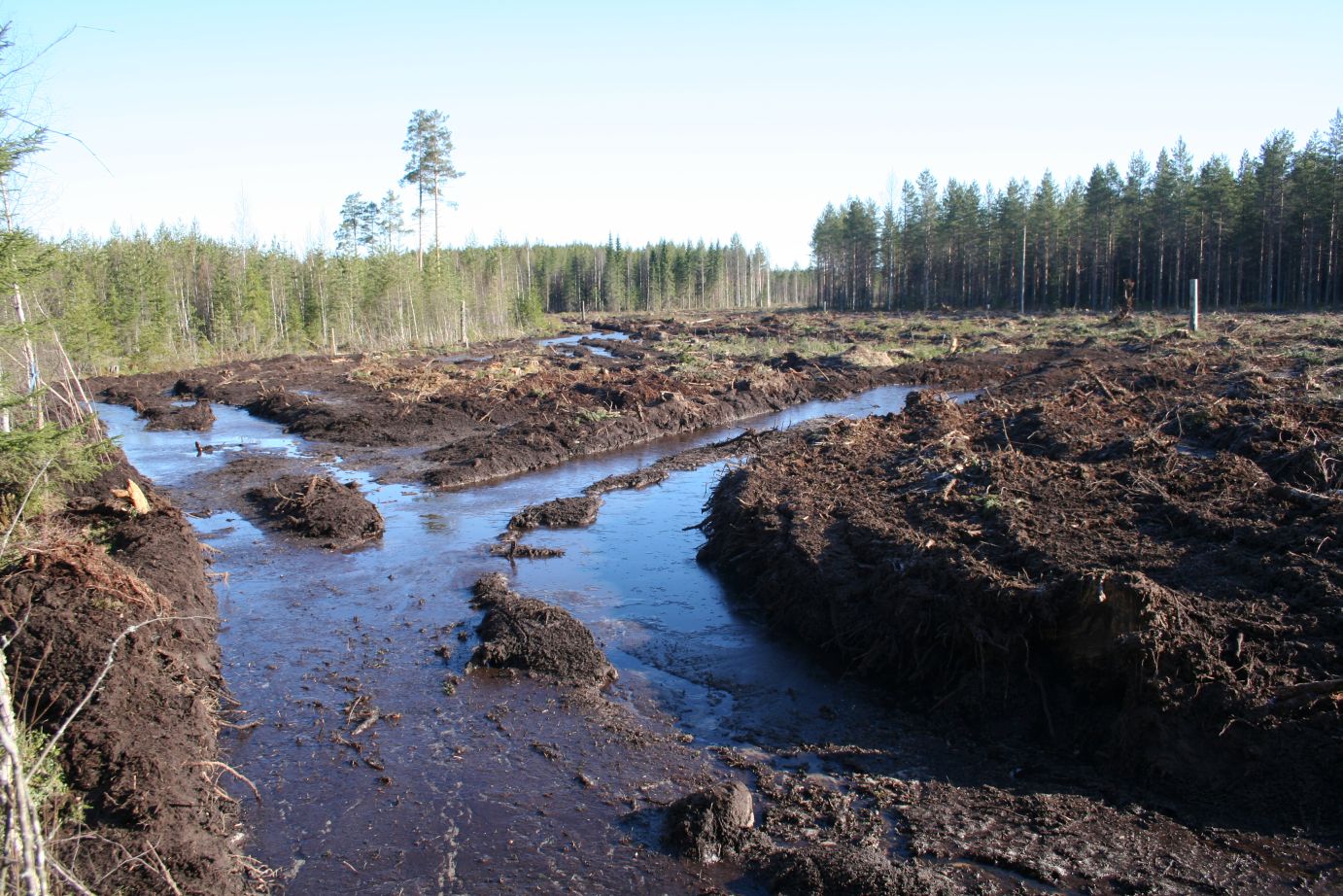 Matti Aalto: Nykyaikaista metsnhoitoa